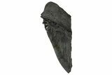 Partial Fossil Megalodon Tooth - Serrated edge #331555-1